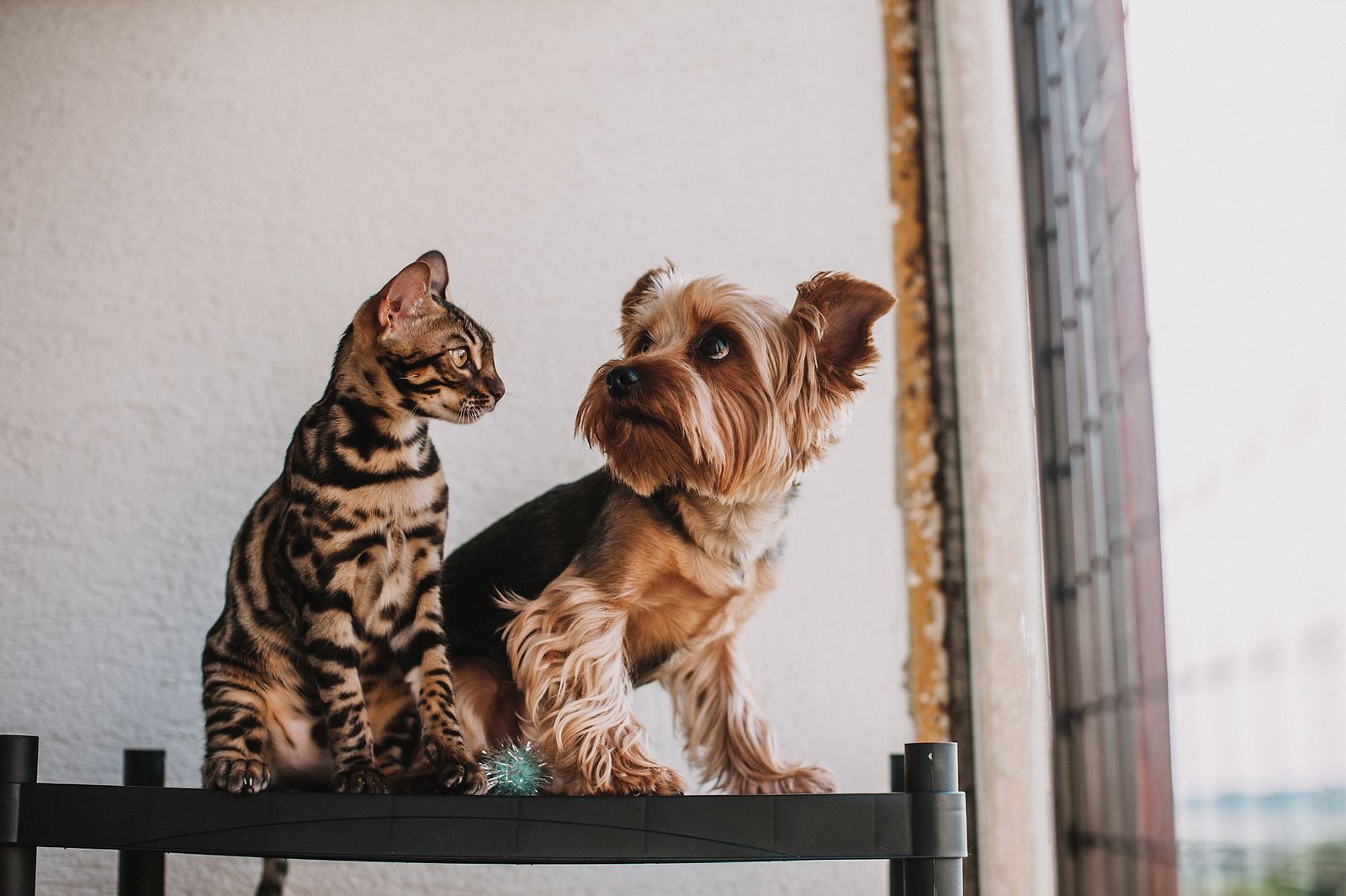 Cão e gato juntos representando o universo pet